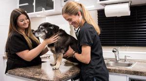 veterinary services